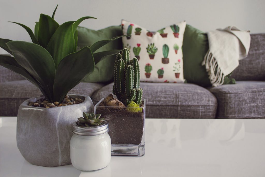 Kamerplanten in je huis