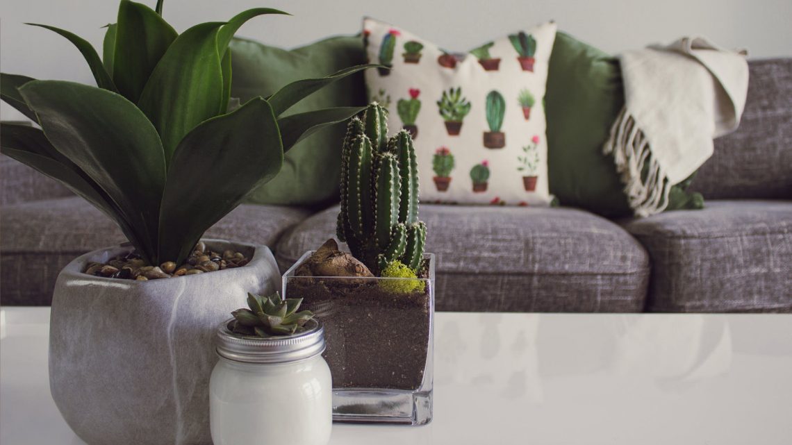 Kamerplanten in je huis: een gezonde keuze