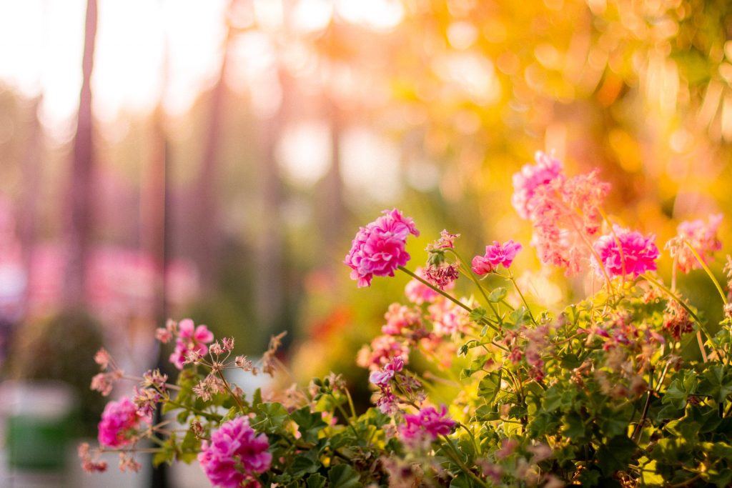 tuin klaar maken