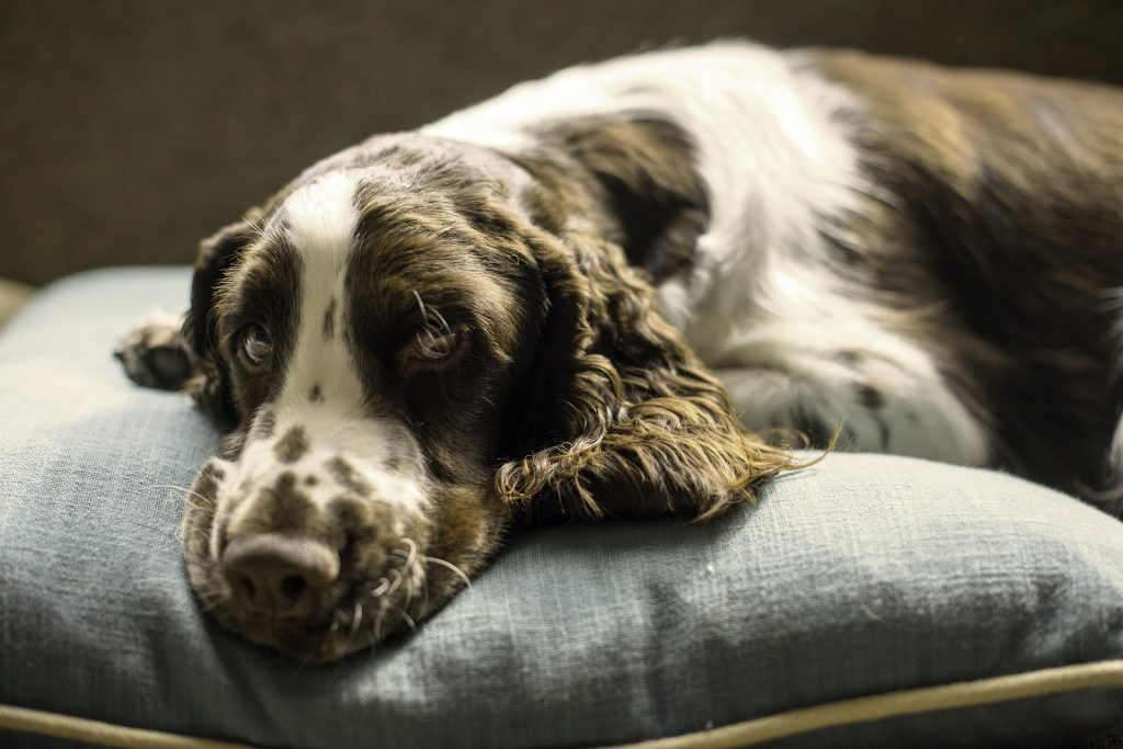 hond op kussen