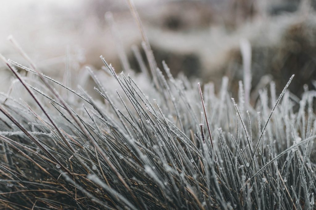 gazon in winter
