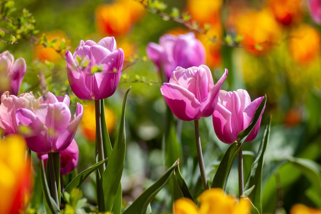 tuin