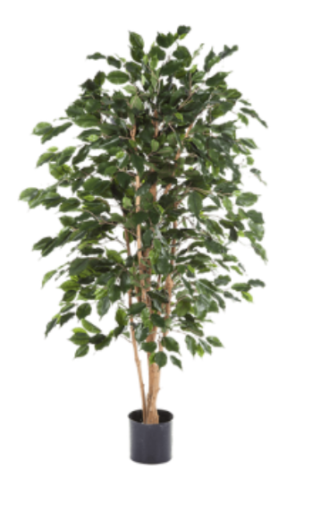 Ficus Exotica