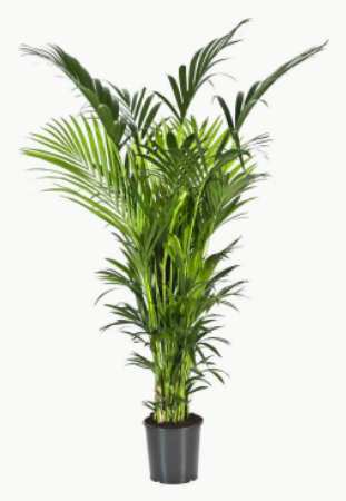 Kentia Howea XXL