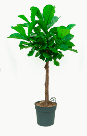 Ficus Lyrata op stam