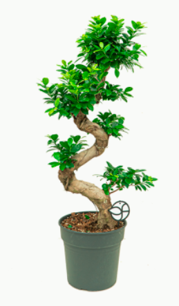 Ficus Microcarpa Ginseng